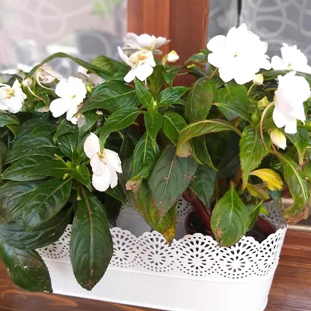 Hacienda Apartmanhotel